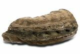Fossil Southern Mammoth Lower M Molar - Hungary #337189-3